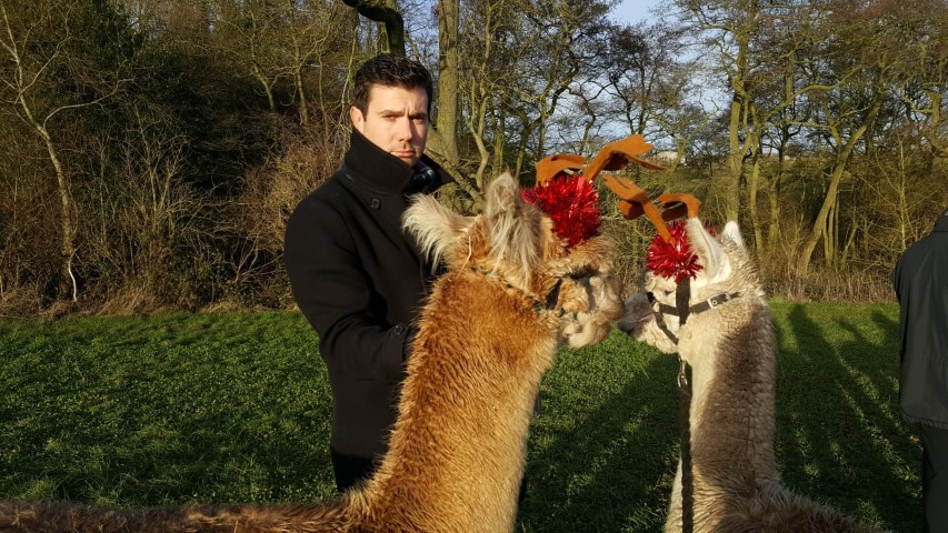 AlpacaIT Team - Professional with Alpaca